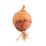 Onion - Bloomr