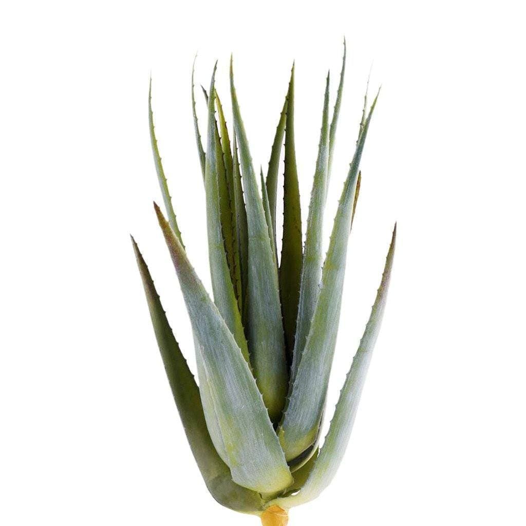 Aloe Leaves - Bloomr