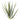 Greenery-Aloe Leaves-Bloomr
