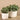 Greenery-Artificial Potted Eucalyptus-Bloomr