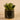 Greenery-Artificial Potted Succulent-Bloomr