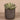 Greenery-Artificial Desert Dudleya Succulent-Bloomr