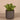 Greenery-Artificial Potted Succulent-Bloomr