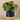 Greenery-Potted Pancake Plant-Bloomr