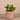 Greenery-Artificial Potted Succulent-Bloomr