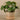 Greenery-Potted Pancake Plant-Bloomr