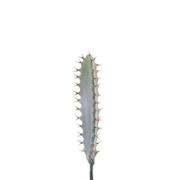 Cactus - Bloomr