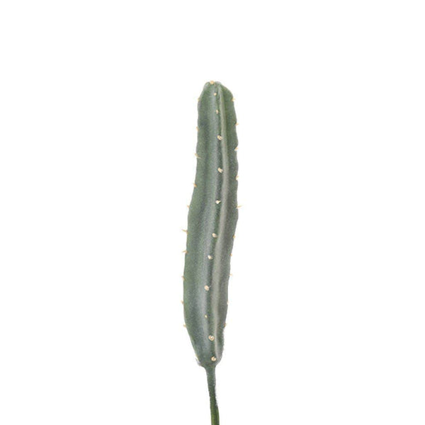 Cactus - Bloomr