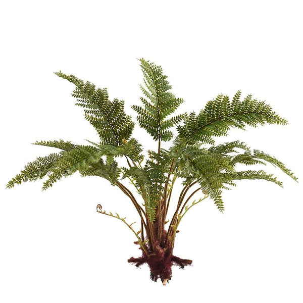 Fern Bush - Bloomr