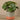 Greenery-Artificial Potted Pancake Plant-Bloomr