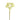 Greenery-Heracleum-Bloomr