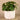 Greenery-Artificial Potted Pancake Plant-Bloomr