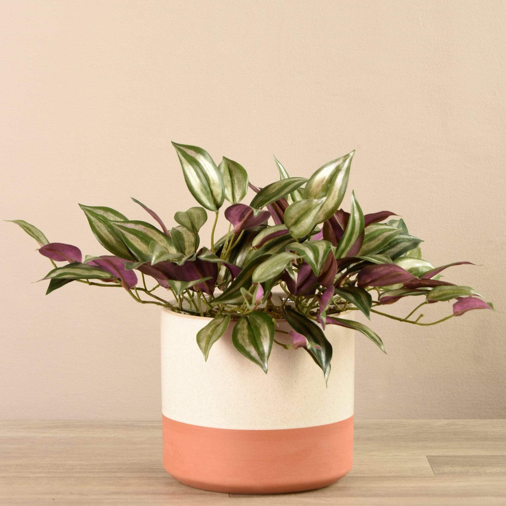 Artificial Potted Vanilla Leaf Plant - Bloomr