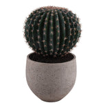 Potted Barrel Cactus - Bloomr
