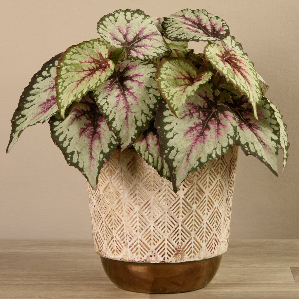 Potted Begonia - Bloomr