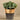 Greenery-Artificial Potted Eucalyptus-Bloomr