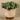 Greenery-Artificial Potted Eucalyptus-Bloomr