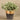 Greenery-Potted Silver Fall Plant-Bloomr