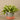 Greenery-Artificial Potted Vanilla Leaf Plant-Bloomr