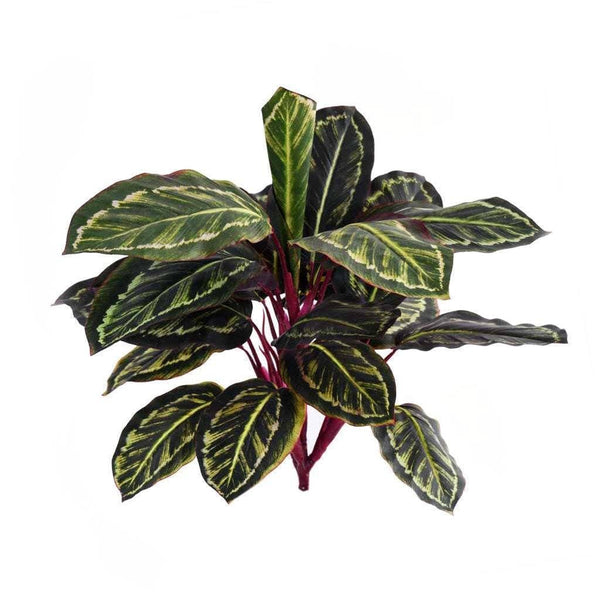 Maranta - Bloomr