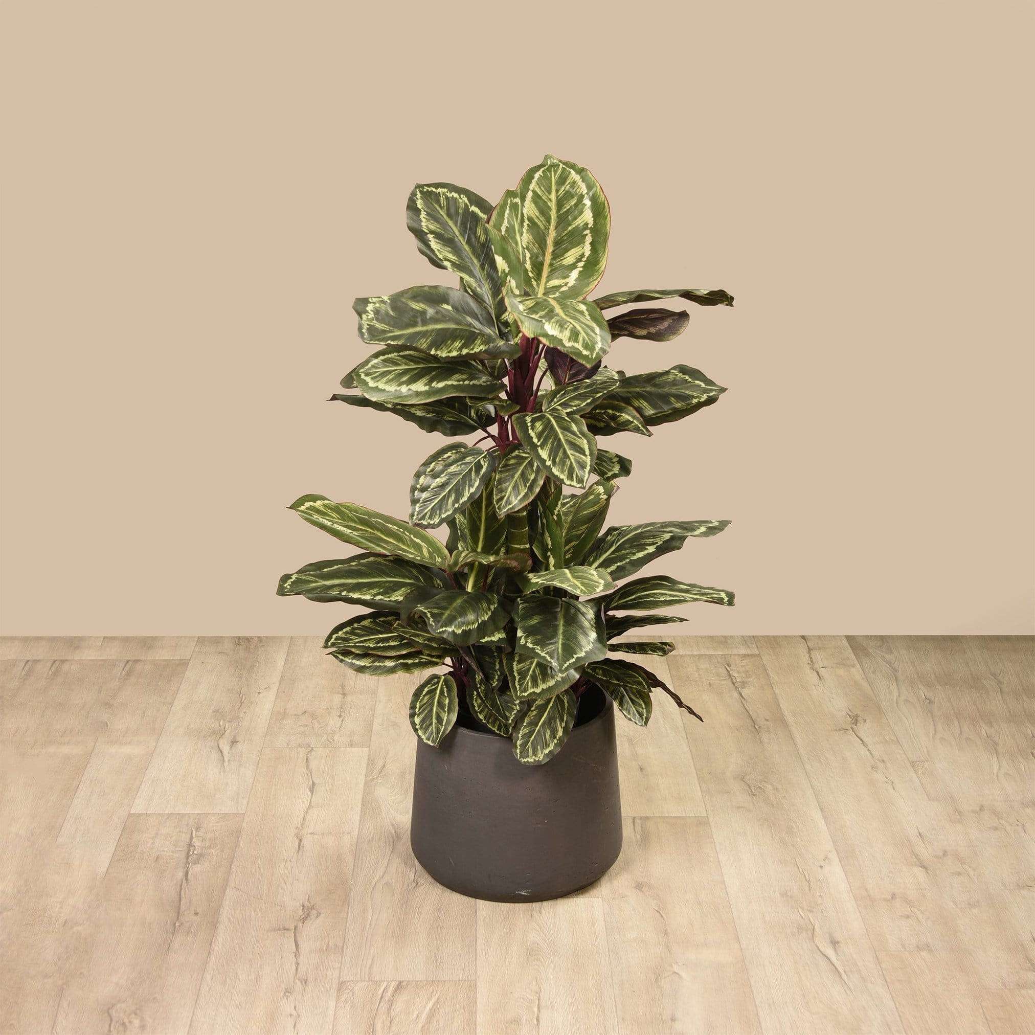 Artificial Maranta Plant - Bloomr