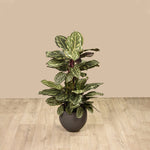Artificial Maranta Plant - Bloomr