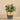 Greenery-Artificial Potted Eucalyptus-Bloomr