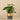 Greenery-Potted Pancake Plant-Bloomr