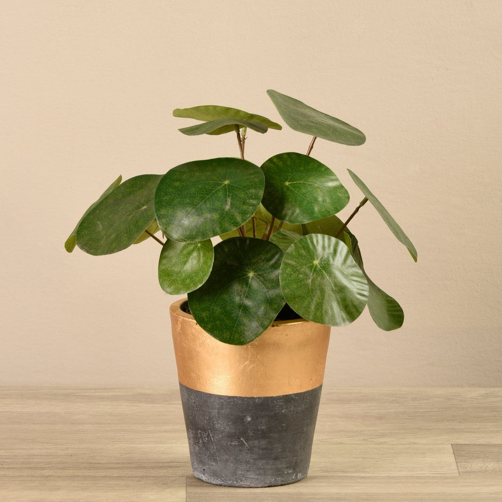 Potted Pancake Plant - Bloomr