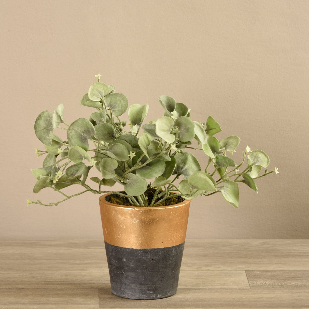Potted Silver Fall Plant - Bloomr