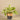 Greenery-Potted Vanilla Leaf Plant-Bloomr