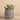 Greenery-Artificial Dudleya Succulent-Bloomr