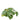 Greenery-Pancake Bush-Bloomr