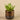 Greenery-Artificial Potted Aloe-Bloomr