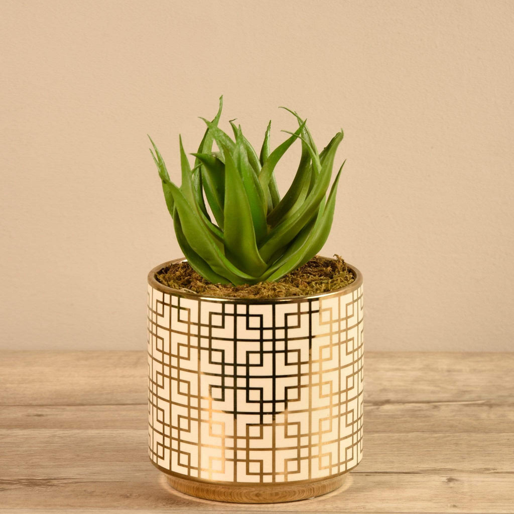 Potted Aloe - Bloomr