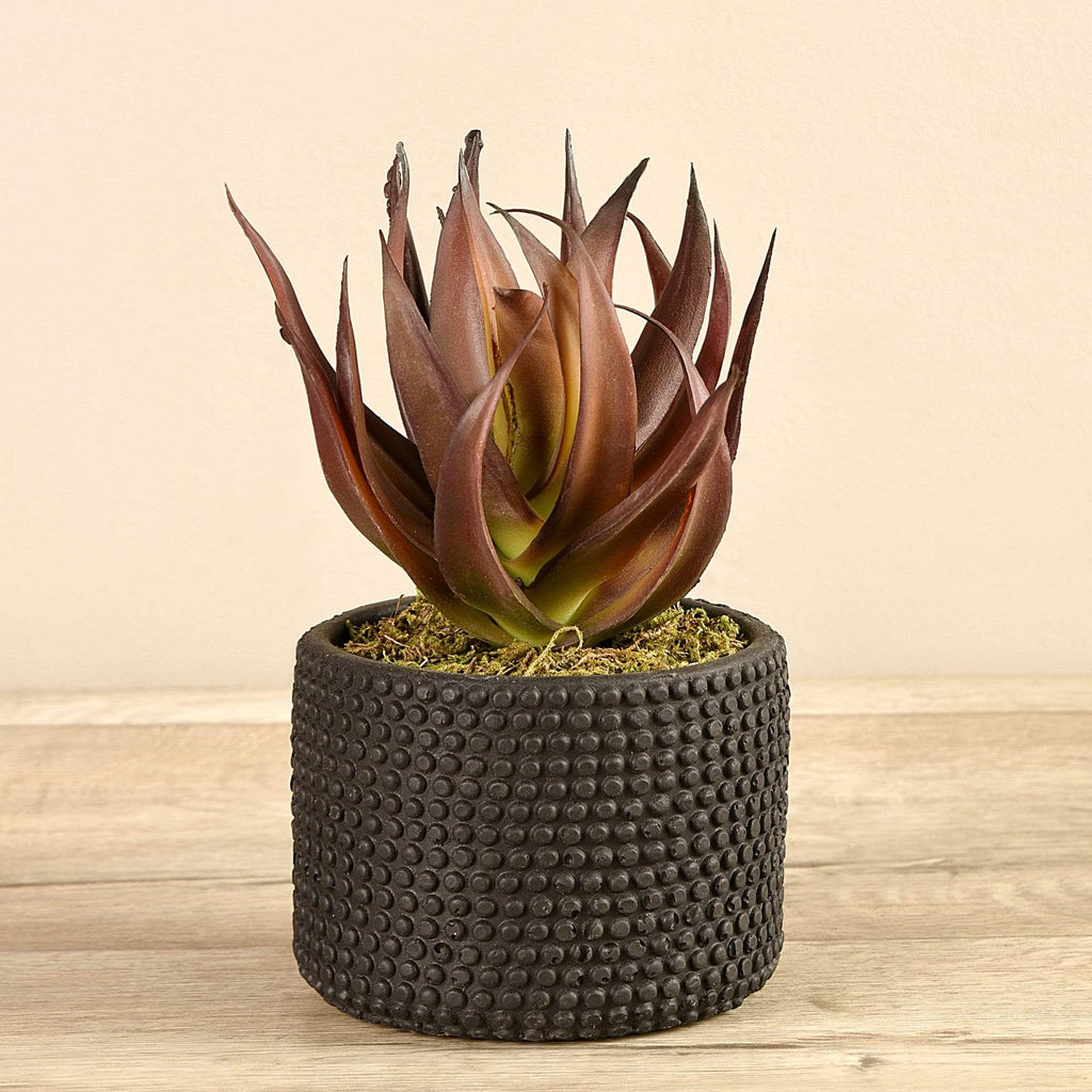 Potted Aloe - Bloomr