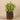 Greenery-Potted Asparagus-Bloomr