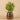 Greenery-Potted Asparagus-Bloomr