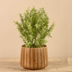 Artificial Potted Asparagus Fern - Bloomr