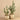 Greenery-Potted Cactus-Bloomr