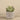 Greenery-Potted Echeveria Succulent-Bloomr