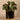 Greenery-Artificial Potted Ligularia-Bloomr