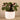 Greenery-Artificial Potted Ligularia-Bloomr