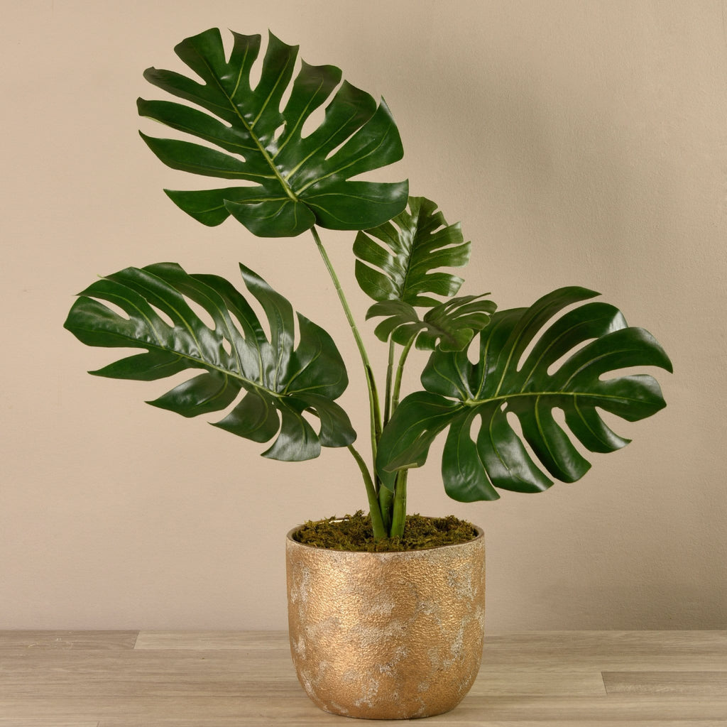 Potted Monstera Plant - Bloomr