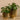 Greenery-Artificial Potted Pancake Plant-Bloomr