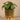 Greenery-Artificial Potted Pancake Plant-Bloomr