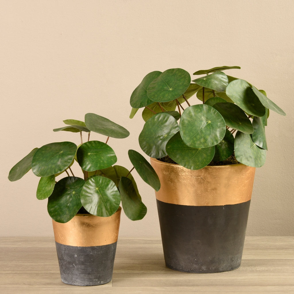 Potted Pancake Plant - Bloomr