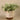 Greenery-Potted Silver Fall Plant-Bloomr