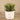 Greenery-Artificial Potted Succulent-Bloomr