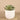 Greenery-Artificial Potted Succulent-Bloomr